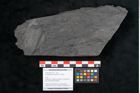 Foto (Objekt + Etikett) von Noeggerathia palmaeformis Goeppert (NHMW-GEO-2024-0188-10737)